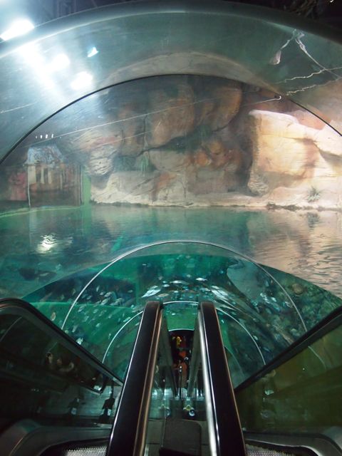 پله برقی زیر آب - گروه صنعتی آسانسور و پله برقی بهران